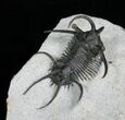 Alien Looking Ceratarges Trilobite #5561-7
